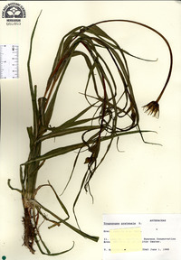 Tragopogon pratensis image