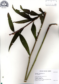 Vernonia gigantea subsp. gigantea image