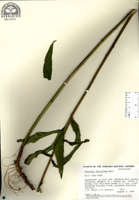 Vernonia gigantea subsp. gigantea image