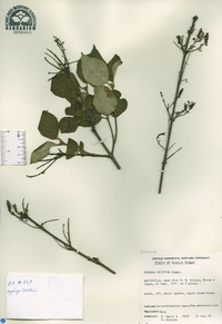 Syringa pubescens image