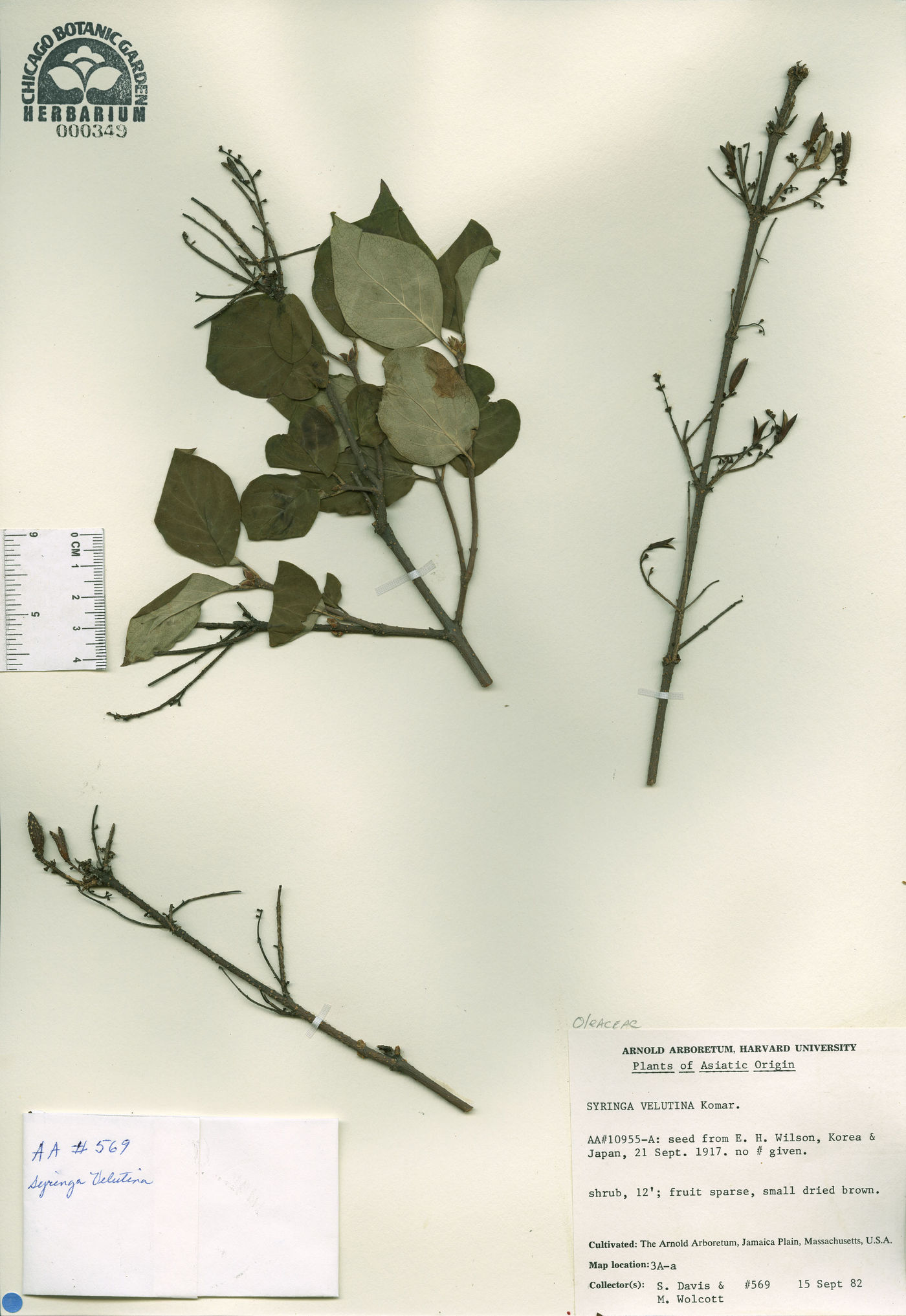 Syringa pubescens subsp. patula image