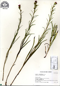 Liatris cylindracea image