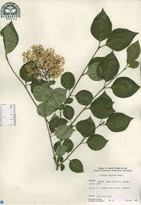 Syringa pubescens subsp. patula image
