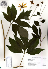 Rudbeckia laciniata image