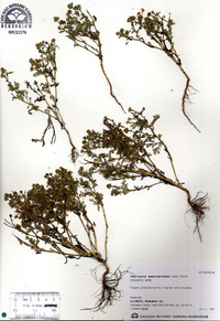 Matricaria discoidea image