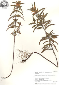 Monarda punctata image