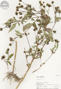 Bidens frondosa image