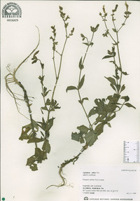 Silene latifolia image