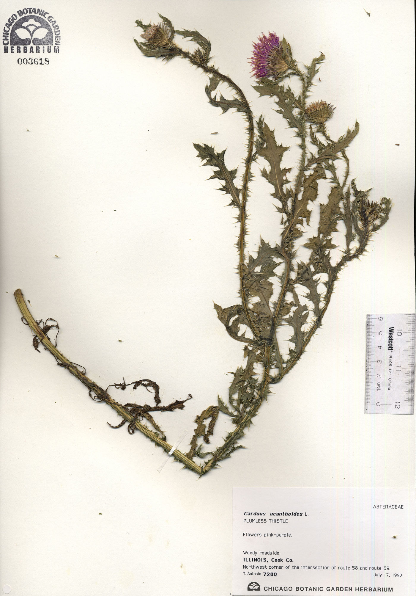 Carduus acanthoides image