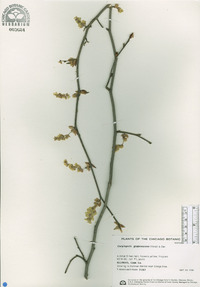 Corylopsis glabrescens image
