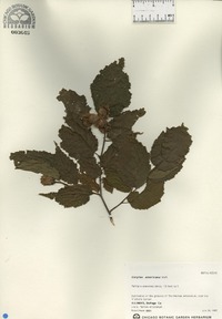 Corylus americana image