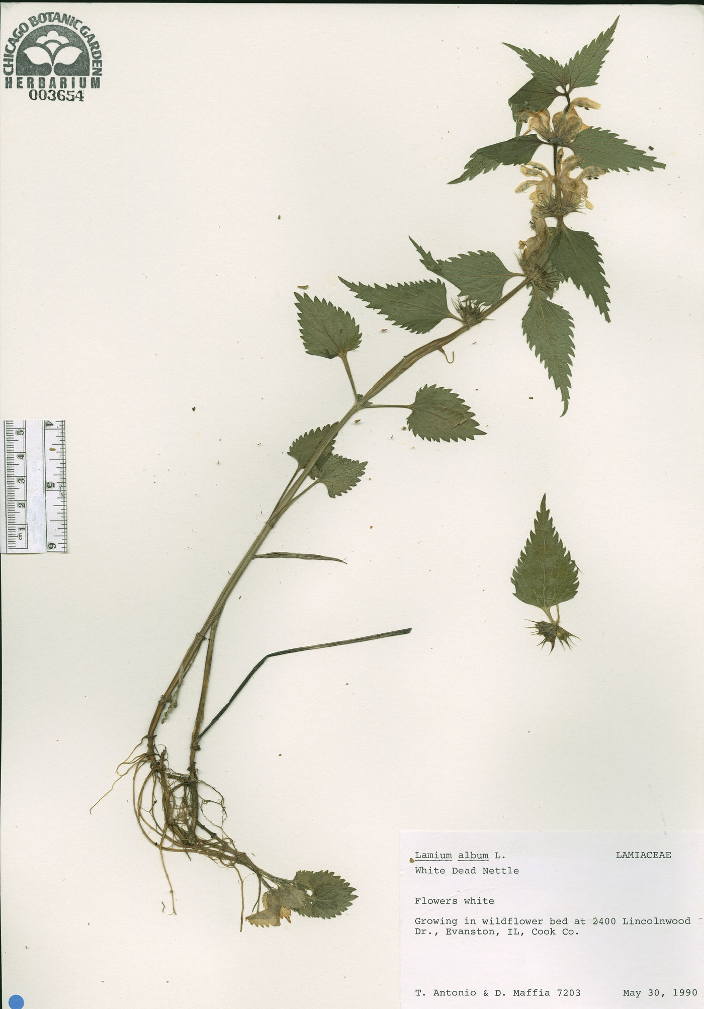 Lamium album image