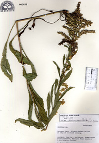 Solidago gigantea image