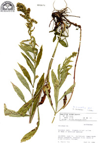 Solidago gigantea image