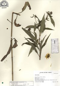 Helianthus grosseserratus image