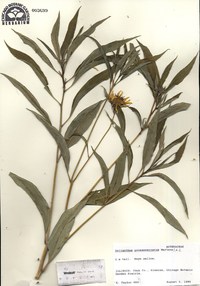 Helianthus grosseserratus image