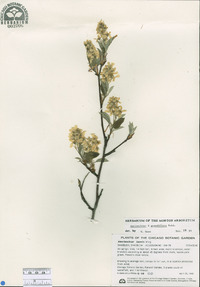 Amelanchier laevis image