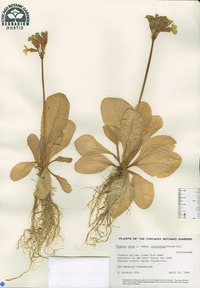 Primula veris subsp. macrocalyx image