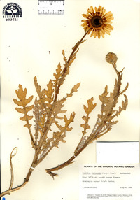 Venidium fastuosum image