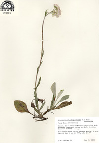 Antennaria plantaginifolia image