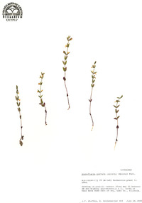 Scutellaria parvula var. leonardii image