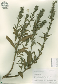 Oenothera biennis image