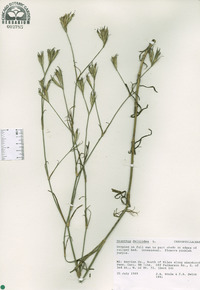 Dianthus deltoides image