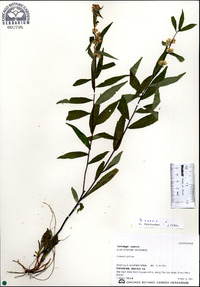 Solidago caesia image