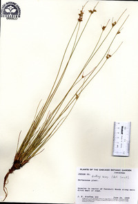 Juncus dudleyi image