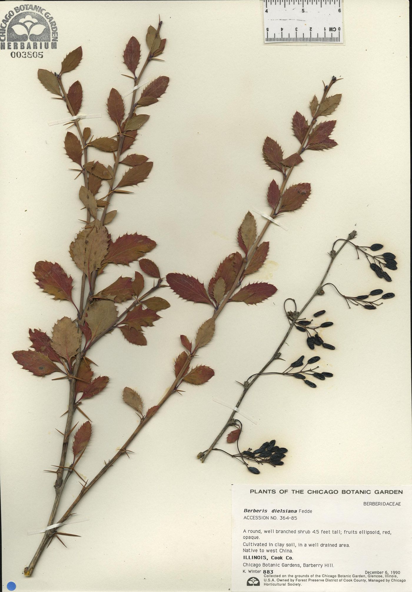 Berberis dielsiana image