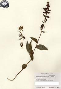 Epipactis helleborine image