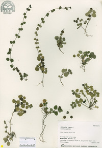 Mitchella repens image