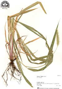 Setaria faberi image