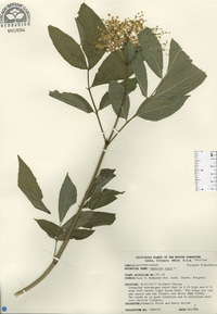 Sambucus nigra image