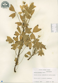 Oxalis ortgiesii image