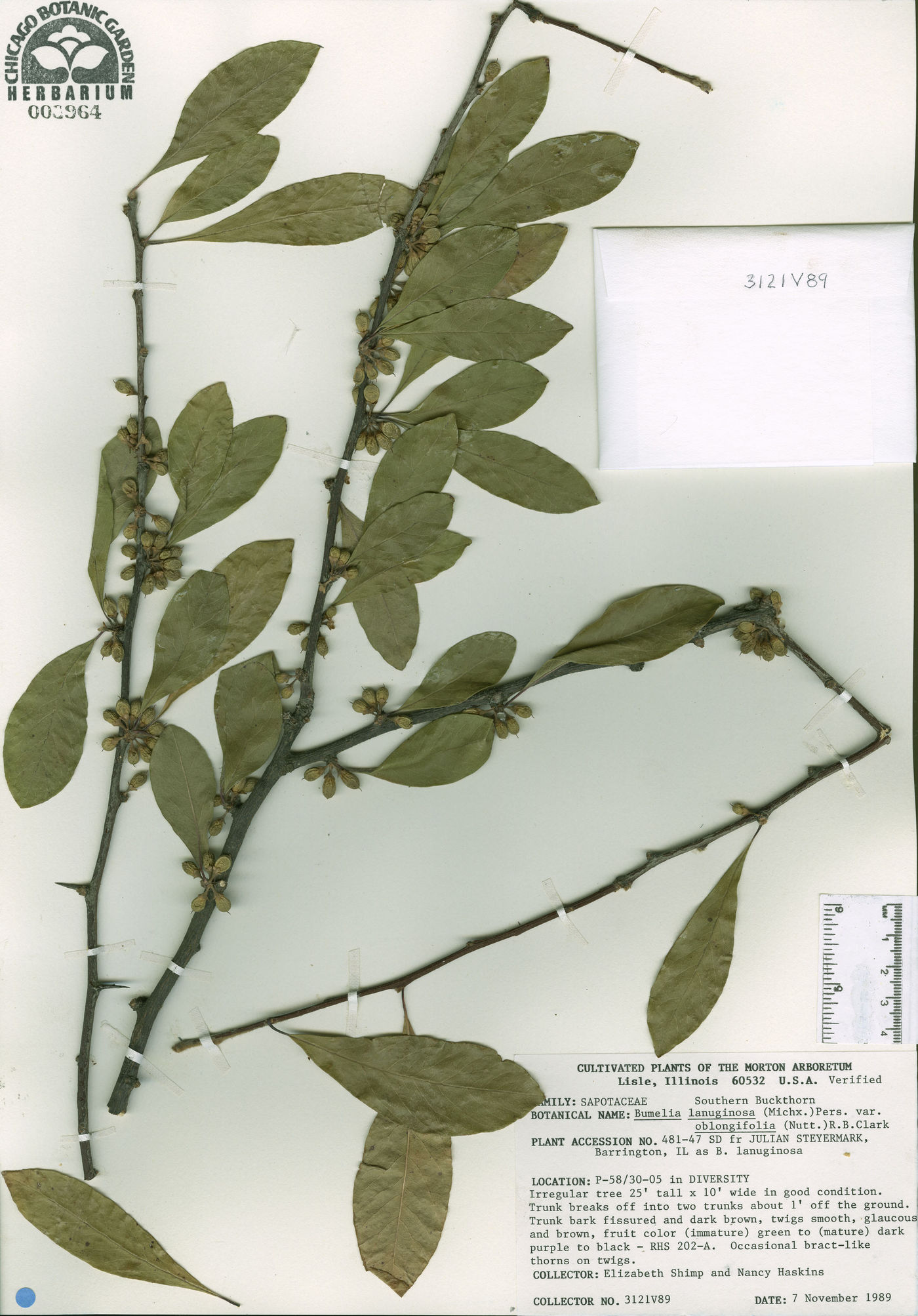 Bumelia oblongifolia image