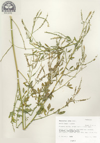 Melilotus albus image