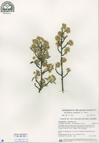 Amelanchier canadensis image