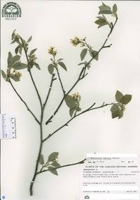 Amelanchier interior image