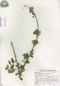 Neviusia alabamensis image