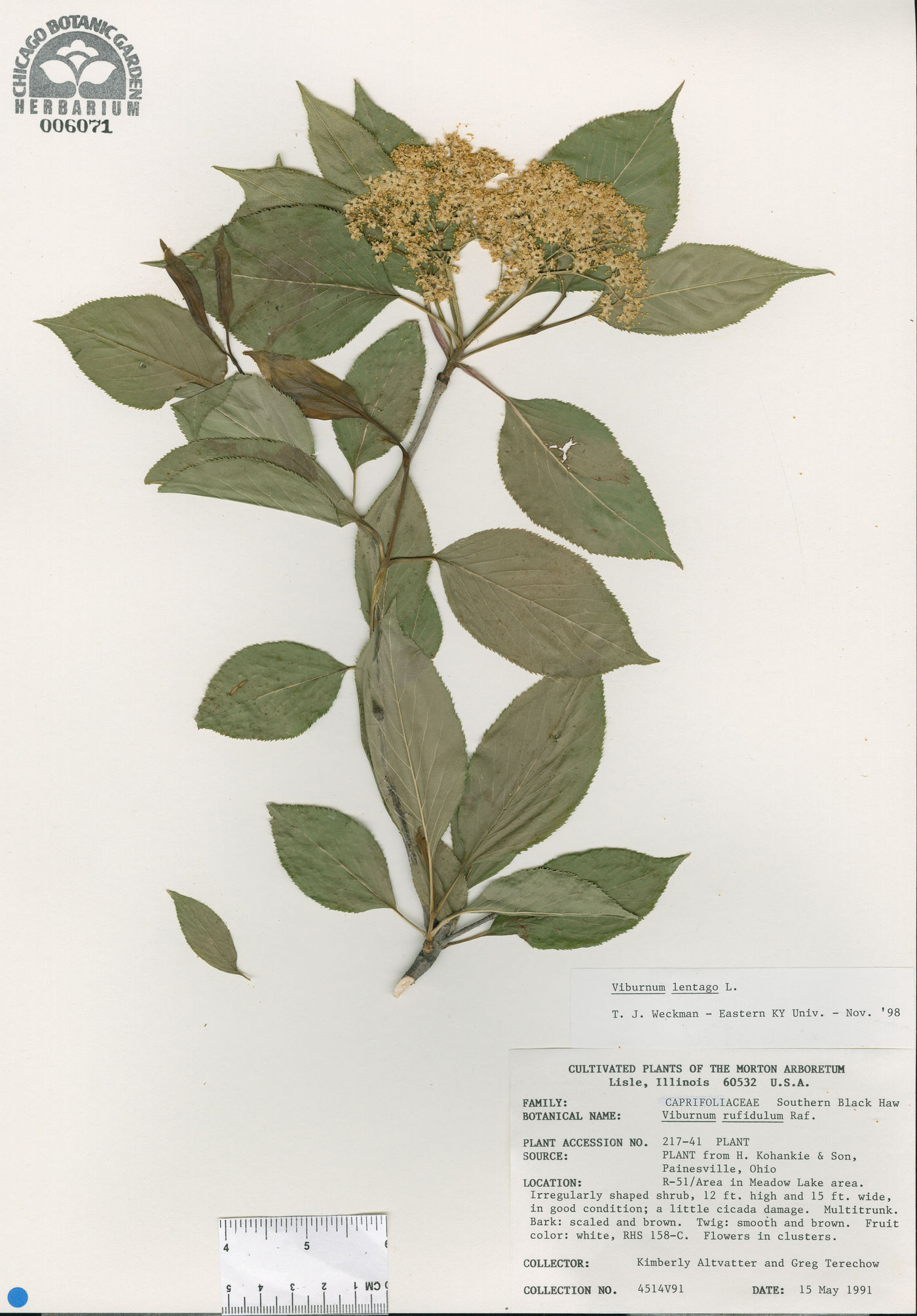 Acer capillipes image