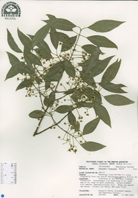 Euonymus bungeanum image