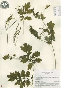 Chelidonium majus image