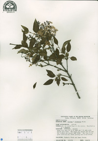 Syringa x chinensis image