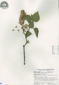 Syringa vulgaris image