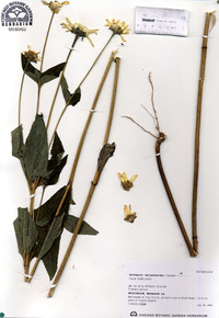 Heliopsis helianthoides image