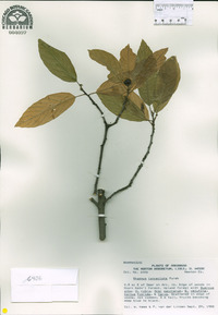 Rhamnus lanceolata image