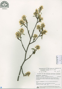 Amelanchier spicata image