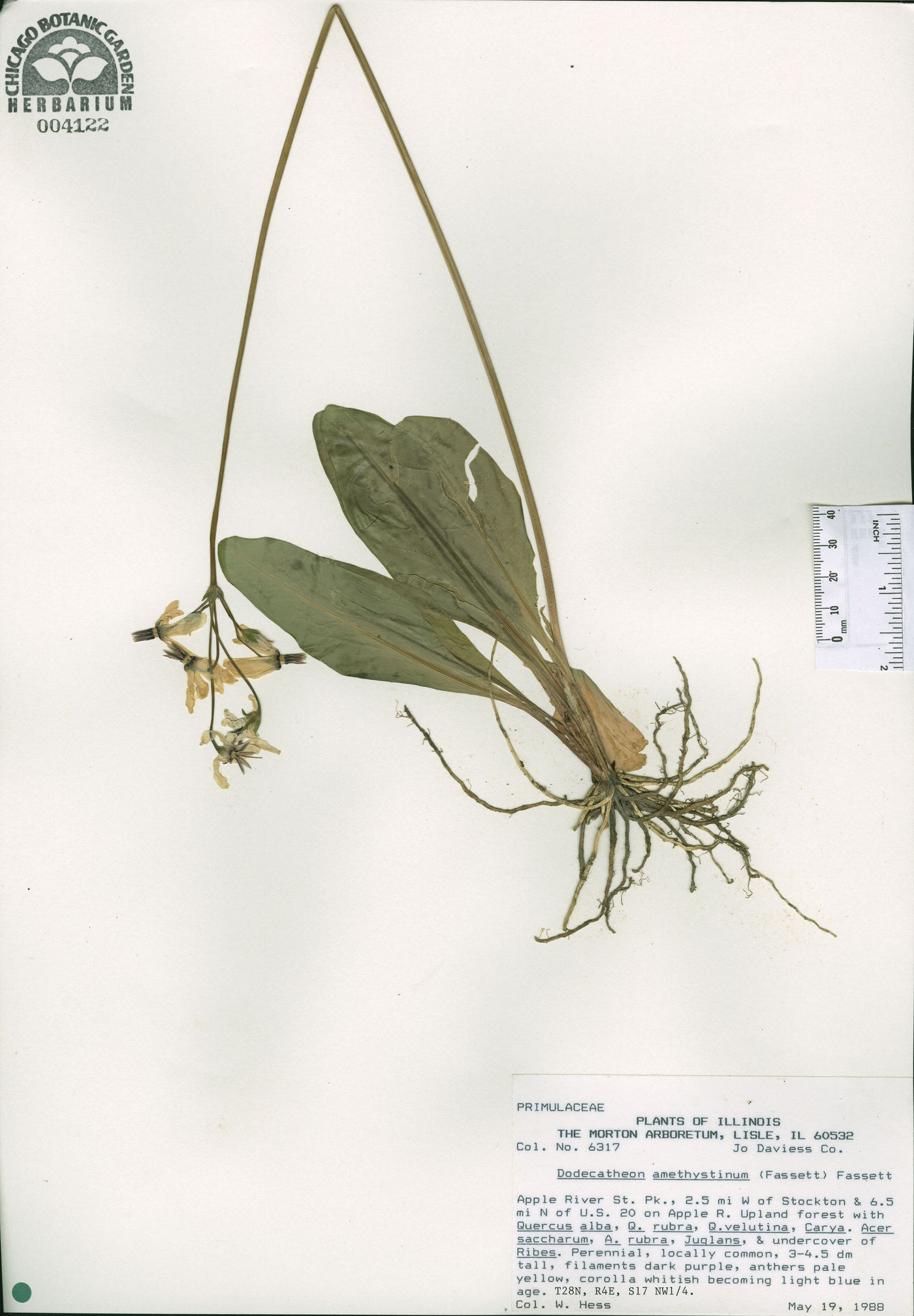 Dodecatheon amethystinum image