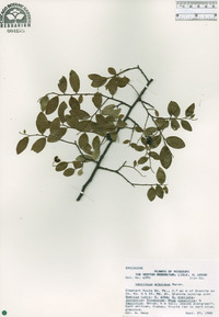 Vaccinium arboreum image